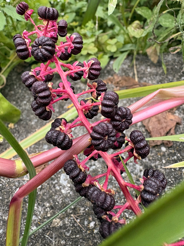 American pokeweed