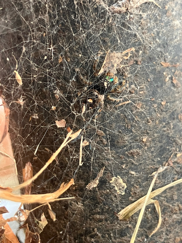 Bold Jumping Spider