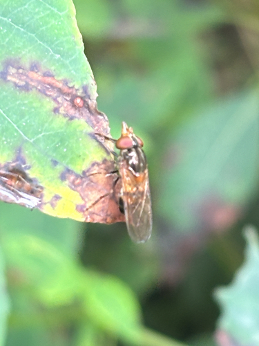American Snout Fly