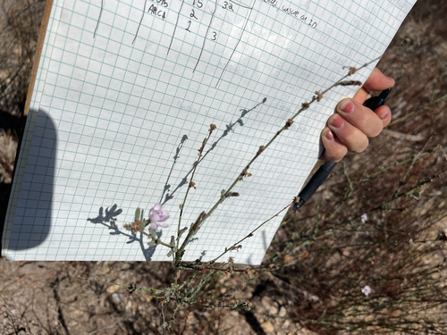 iNaturalist observation photo of rod wirelettuce