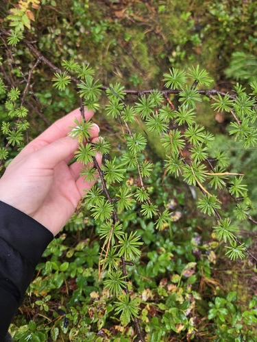 European larch
