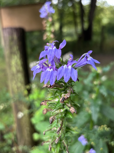 great blue lobelia
