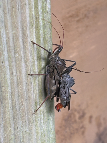 North American Wheel Bug