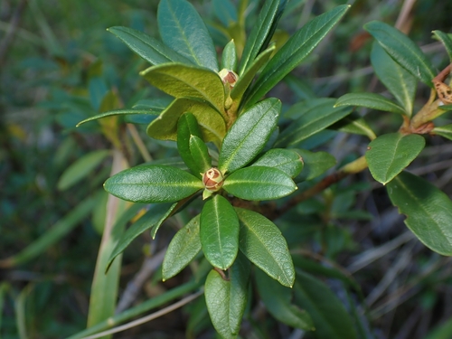 Rusty-leaved Alpenrose
