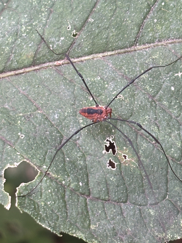 Banded Harvestman