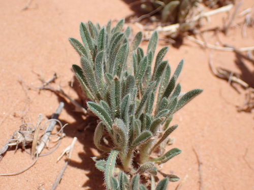 Thicksepal Cryptantha