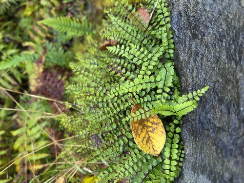 maidenhair spleenwort