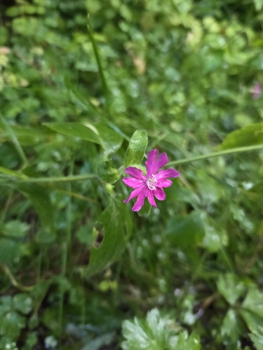 red campion