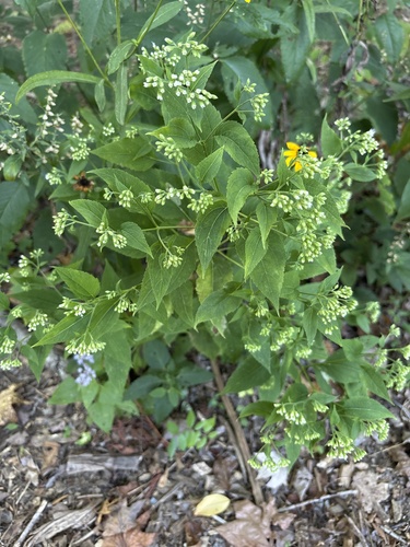 white snakeroot