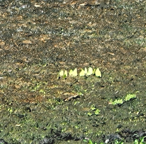 Cloudless Sulphur