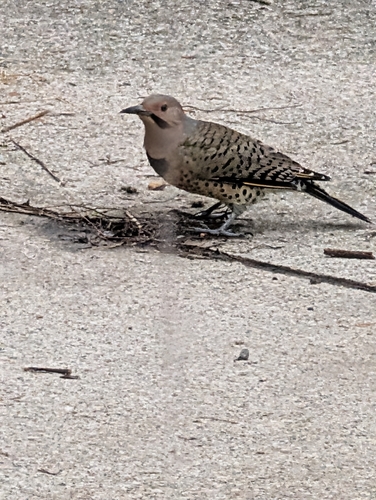 Northern Flicker