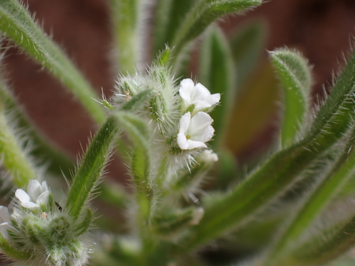 Thicksepal Cryptantha