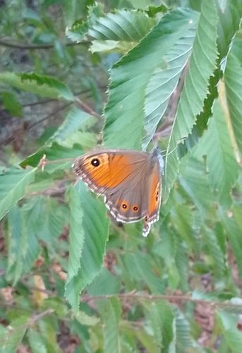 Large Wall Brown
