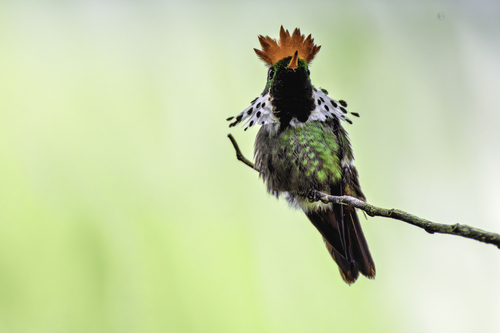 Dot-eared Coquette