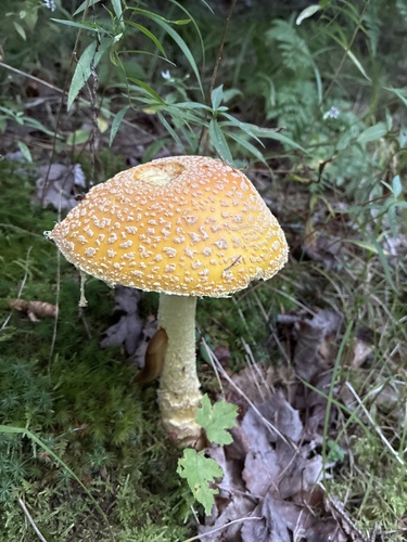 Fly Agaric