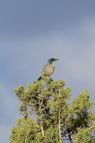 Woodhouse's Scrub-Jay