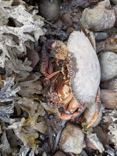 Atlantic Rock Crab