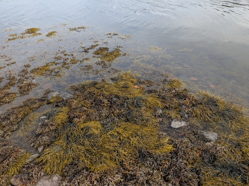 bladder wrack