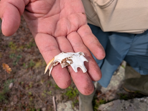 Muskrat