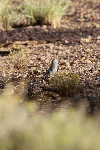 Juniper Titmouse