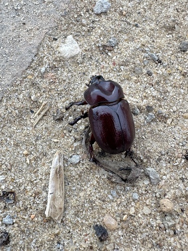 Phyllognathus excavatus