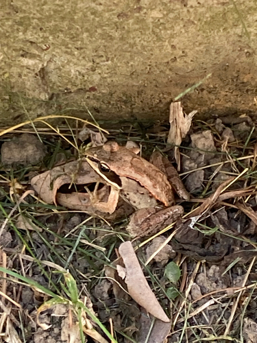 Wood Frog
