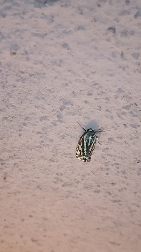 Spotted Sulphur
