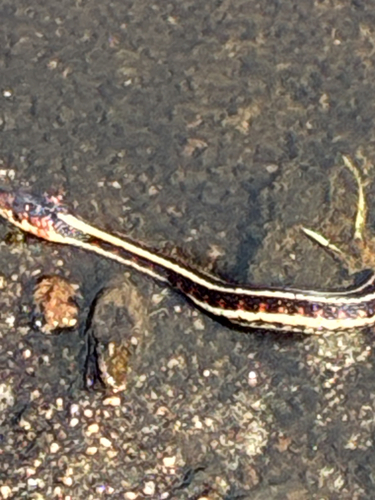 Common Garter Snake