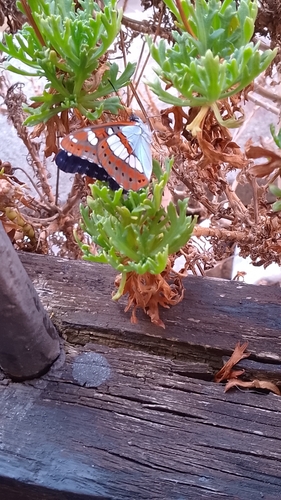 Southern White Admiral