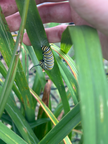 Monarch