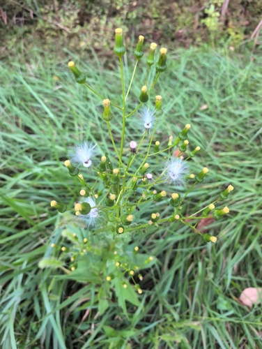 American burnweed