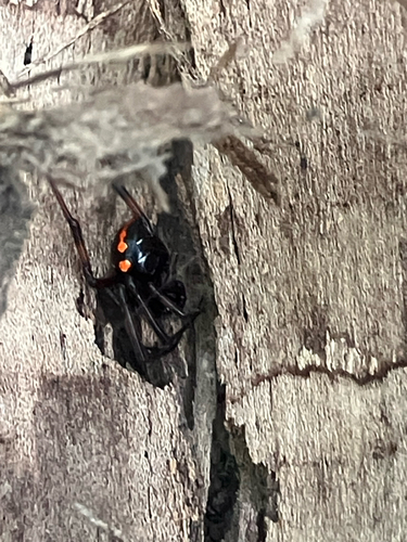 Northern Black Widow