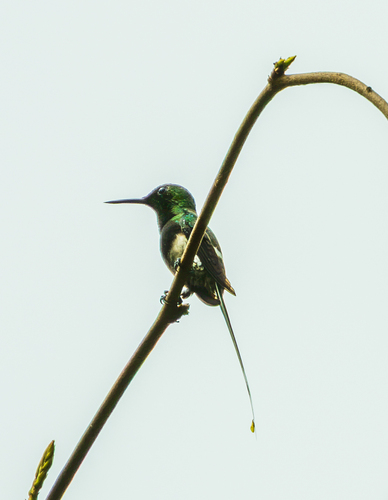 Black-bellied Thorntail