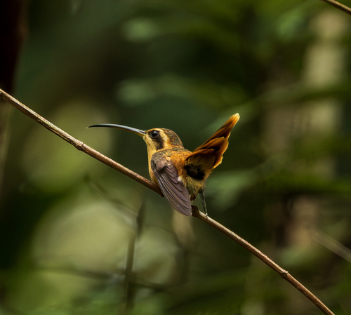 Reddish Hermit