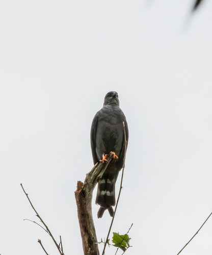 Plumbeous Kite