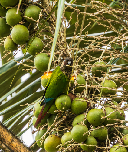 Bonaparte's Parakeet