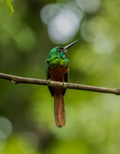 Bluish-fronted Jacamar