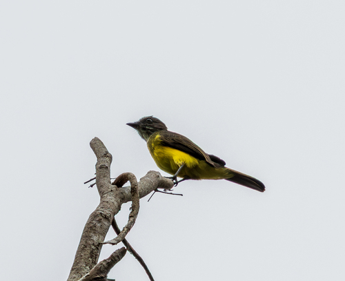 Dusky-chested Flycatcher