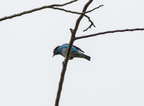 Black-faced Dacnis