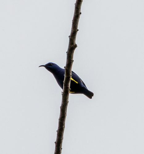 Purple Honeycreeper