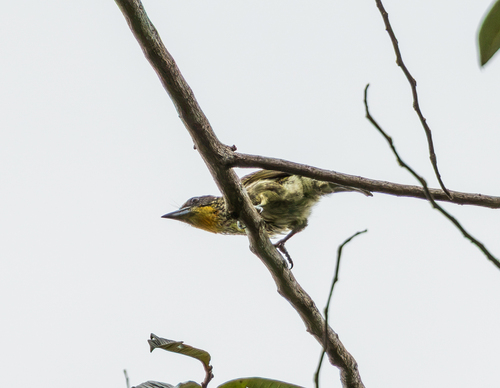 Gilded Barbet
