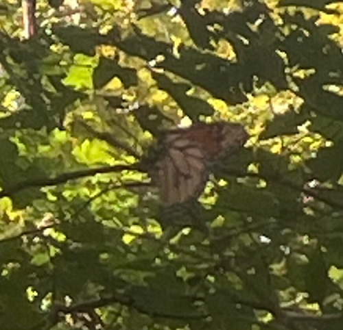 Monarch
