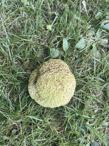 Osage-orange