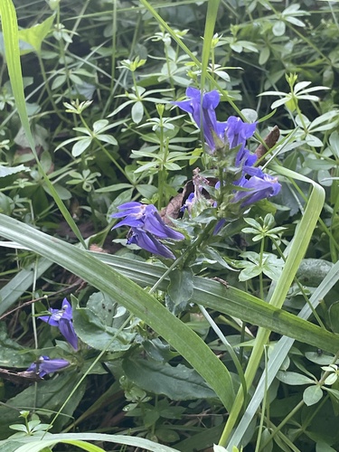 great blue lobelia