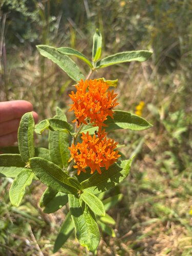 butterfly milkweed