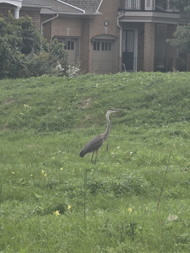 Great Blue Heron