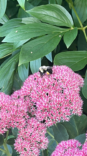 Common Eastern Bumble Bee