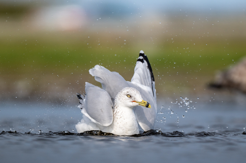 Ring-billed Gull