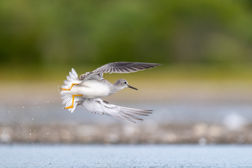 Lesser Yellowlegs