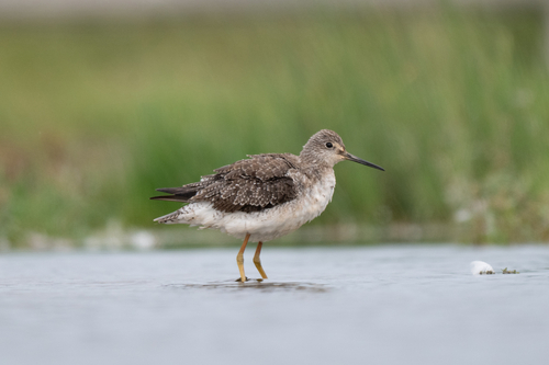 Greater Yellowlegs